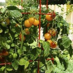 Yellow Tomato Indigo Sun Burpee Home Gardens on Foodie Gardener
