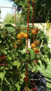 Yellow Tomato Indigo Sun Burpee Home Gardens on Foodie Gardener