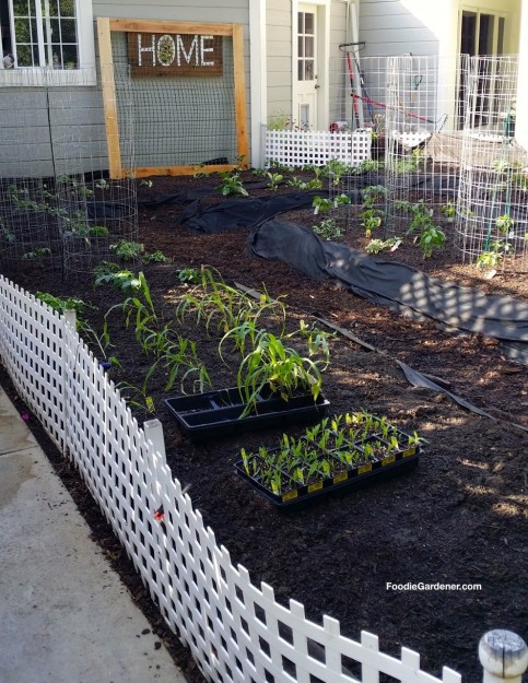 garden bed with corn plants in small garden at home and family show designed by shirley bovshow foodie gardener