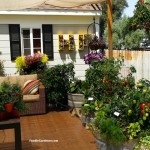 patio with container vegetable garden and entertaining sitting area foodie gardener