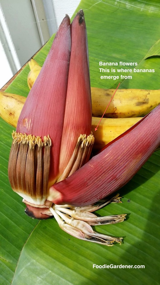 banana flower and plantains on banana leaf shirley bovshow foodie gardener