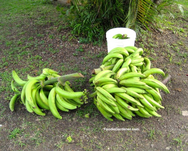 banana stalk with banana clusters resting on the ground foodie gardener how to grow bananas FoodieGardener.com