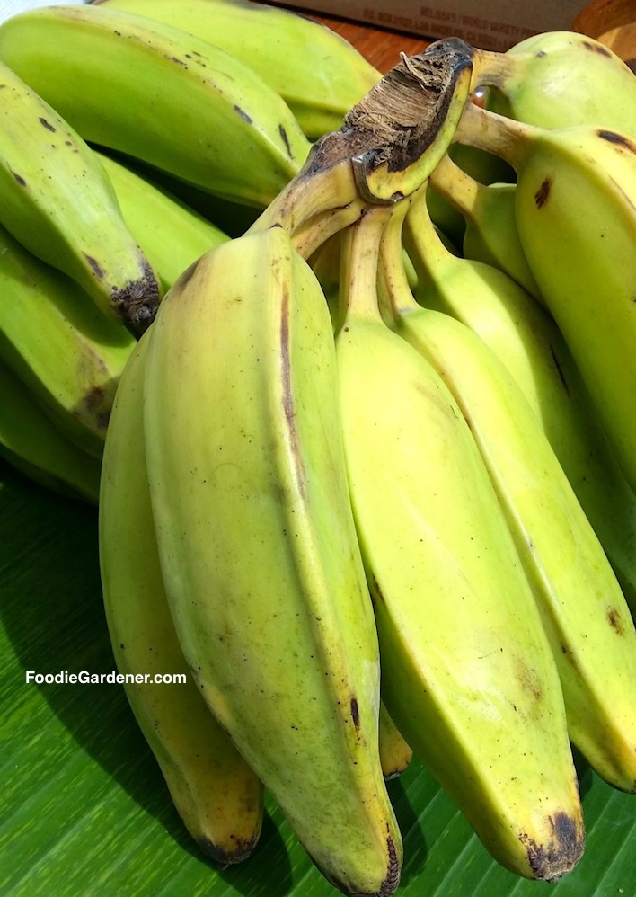 green unripe burro bananas shirley bovshow foodie gardener