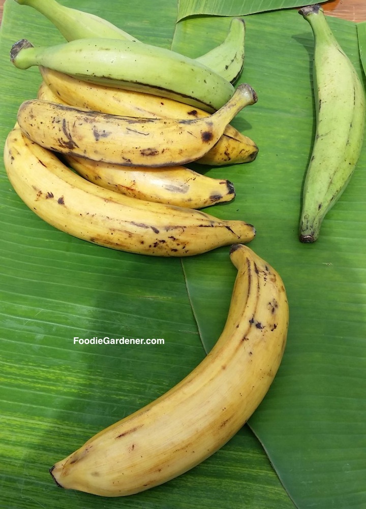 mature yellow plantains and unripened green plantains on banana leaf shirley bovshow foodie gardener