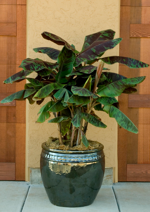 musa acuminata blood banana zebrina plant available through monrovia plants