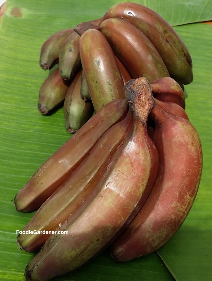 red banana bunch on banana leaf shirley bovshow foodie gardener