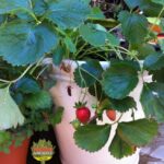 RED JUNE BEARING STRAWBERRY in WHITE CONTAINER FOODIE GARDENER design idea