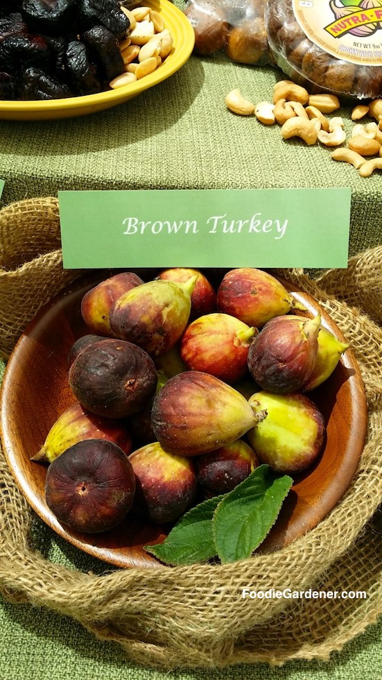 brown turkey figs in wood bowl foodie gardener shirley bovshow