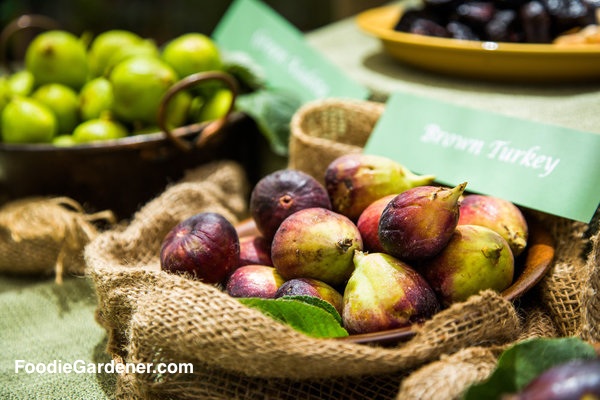 brown turkey figs in bowl
