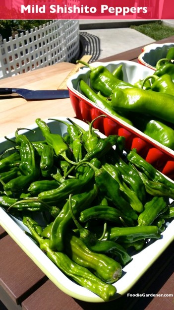 Mild shishito peppers japanese foodie gardener