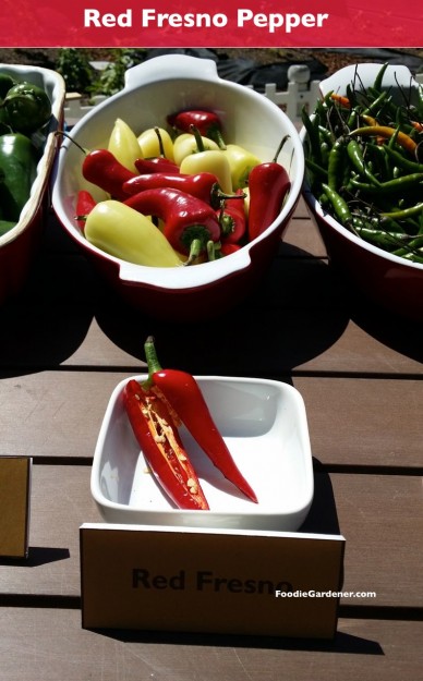 Red fresno pepper hot foodiegardener