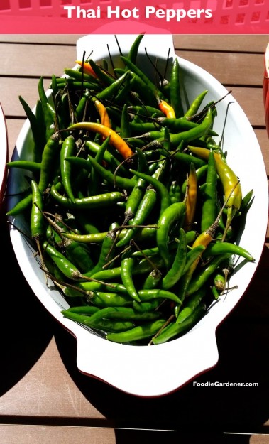 Thai peppers hot spicy indian thai vietnamese recipes foodiegardener