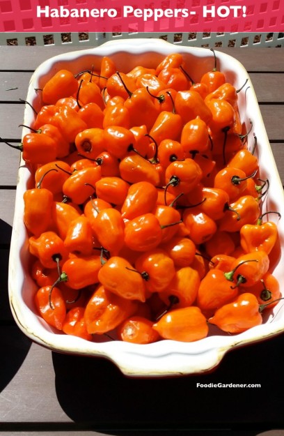 fresh habanero peppers extra hot pepper foodiegardener