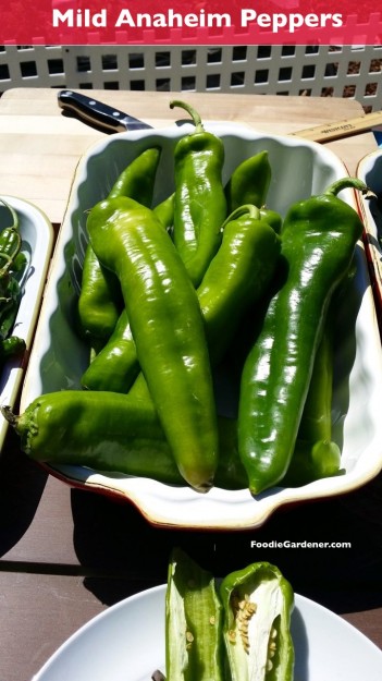 large anaheim peppers are mild stuffed chile rellenos foodiegardener