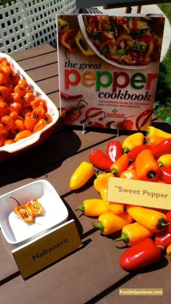 melissas fresh peppers featured on home and family show with foodie gardener shirley bovshow edible garden designer and garden expert