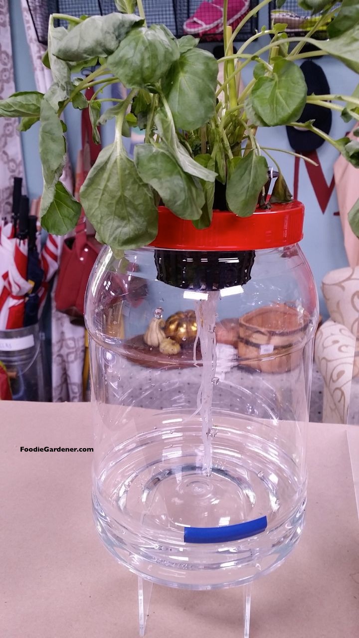 Clear container hydroponic lettuce long roots foodie gardener