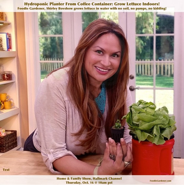 Edible garden designer expert shirley bovshow hydroponic lettuce kratky method repurposed coffee container non circulating hydropnics foodie gardener blog