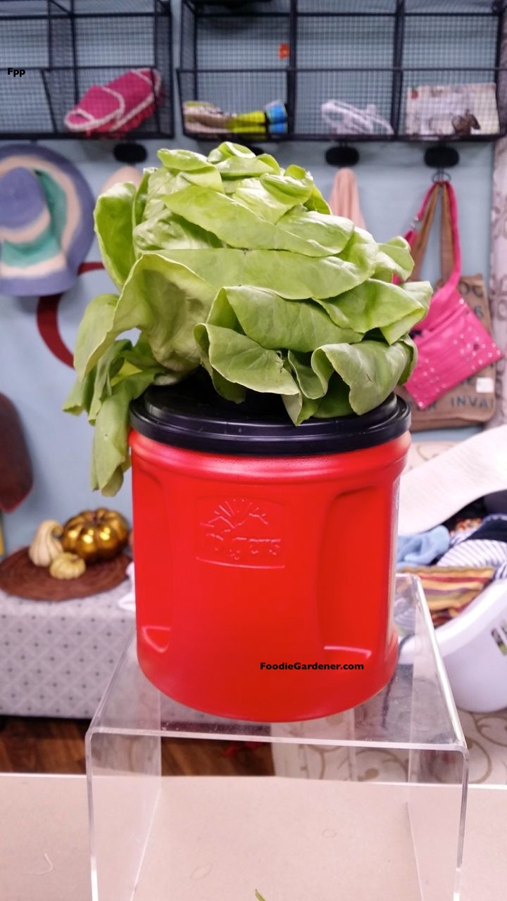 Red coffee container hydroponic planter for lettuce kratky method shirley bovshow foodie gardener blog
