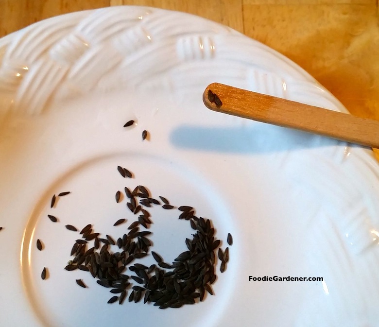 lettuce seeds on wood stick for planting foodie gardener
