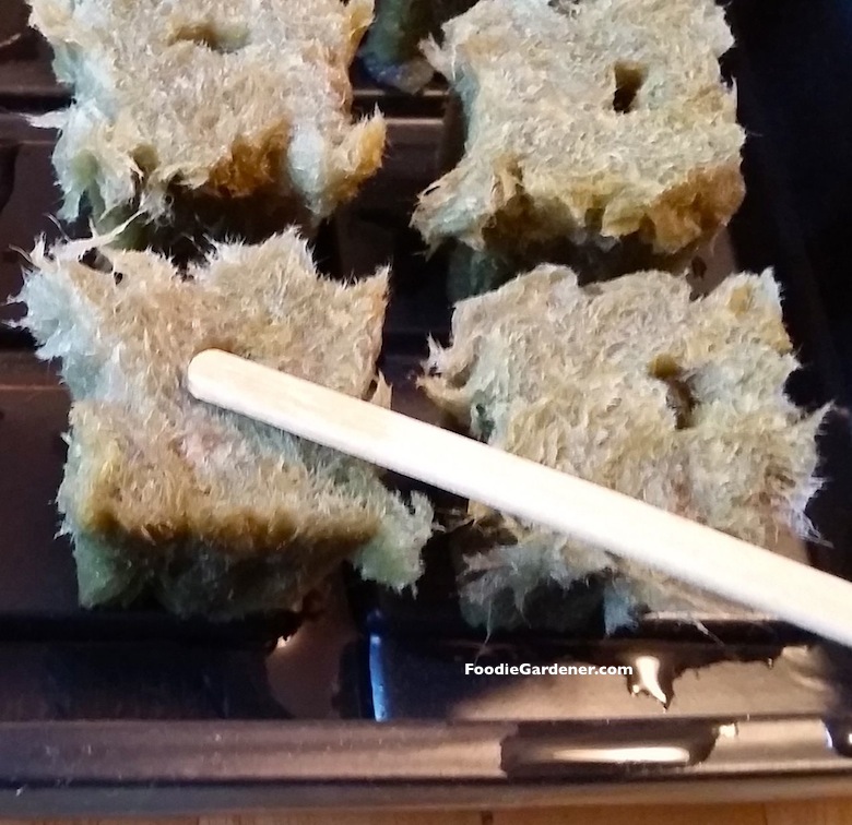 plant lettuce seed in rock wool with wood stick foodie gardener