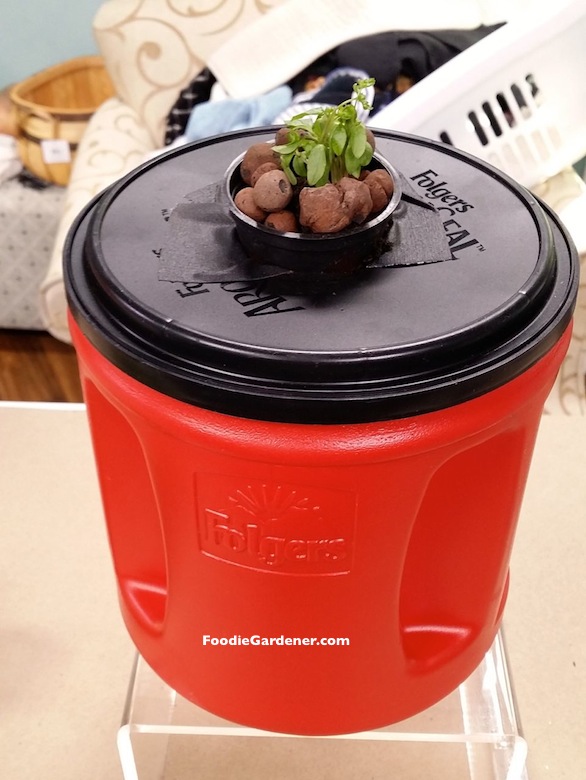 small hydroponic lettuce seedling in net pot coffee container planter foodie gardener
