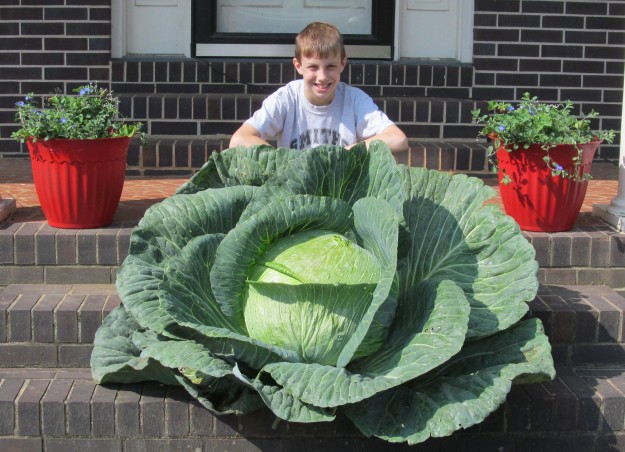 2013-Alabama-3rd-grade-giant-cabbage-Winner-bonnie-plants