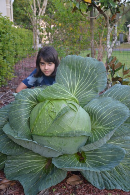 2014-Florida-3rd-grade-bonnie-giant-cabbage-contest-Winner