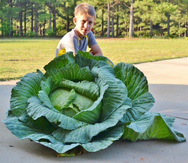 2014-Georgia-bonnie-3rd-grade-giant-cabbage-Winner