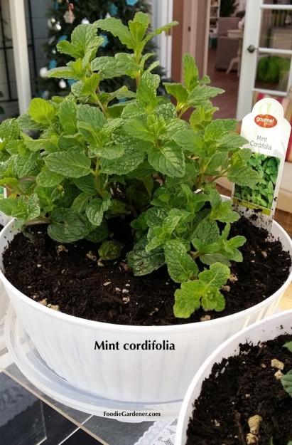 MINT CORDIFOLIA WHITE PLANTERS FOODIE GARDENER BLOG