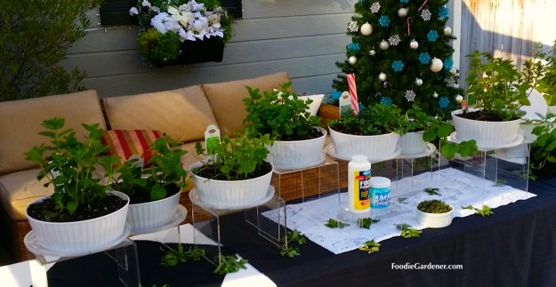 Spearmint Peppermint varieties growing white containers pots foodie gardener