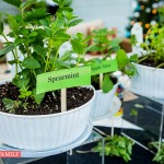 spearmint growing in white container on edenmakers blog
