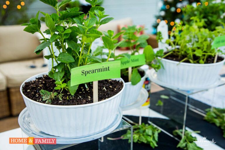 spearmint growing in white container on edenmakers blog