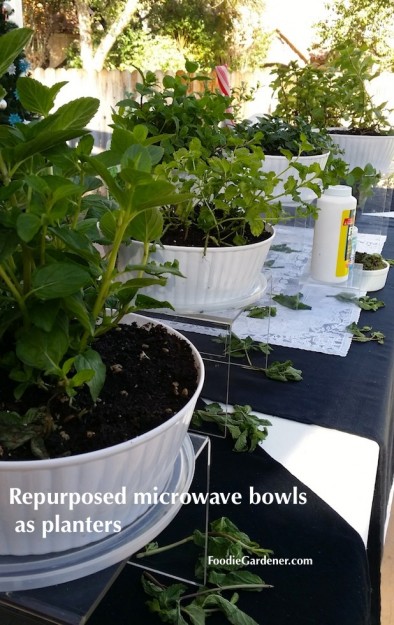 White plastic planters mint plants foodie gardener blog