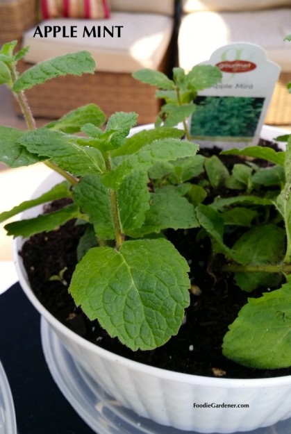 apple mint mentha suaveolens foodie gardener blog