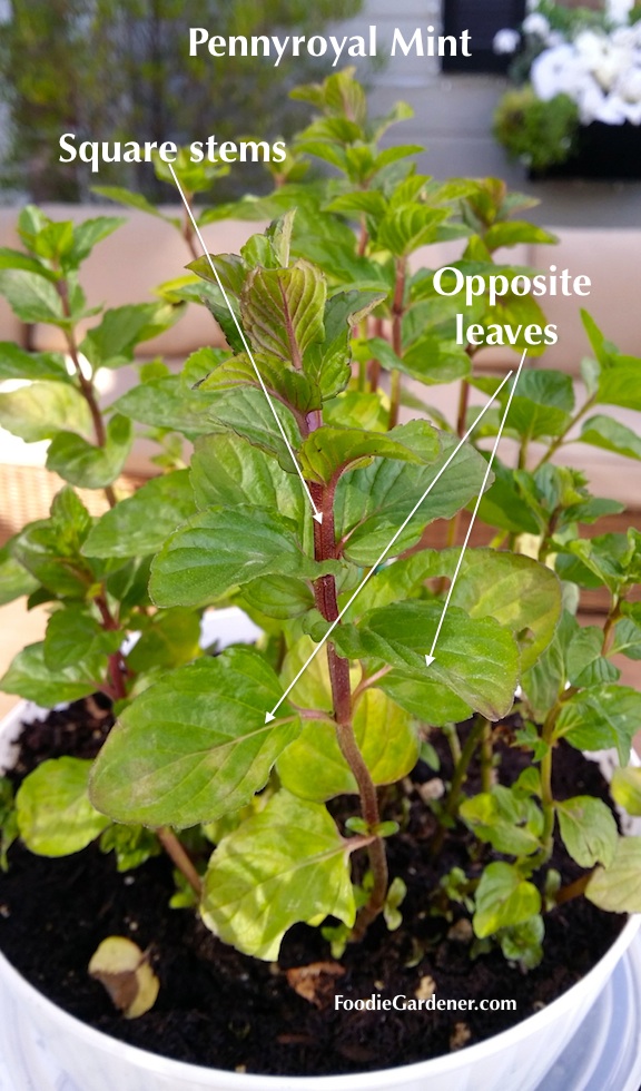 close up mint pulegrium pennyroyal with red square stems opposite leaves foodie gardener blog