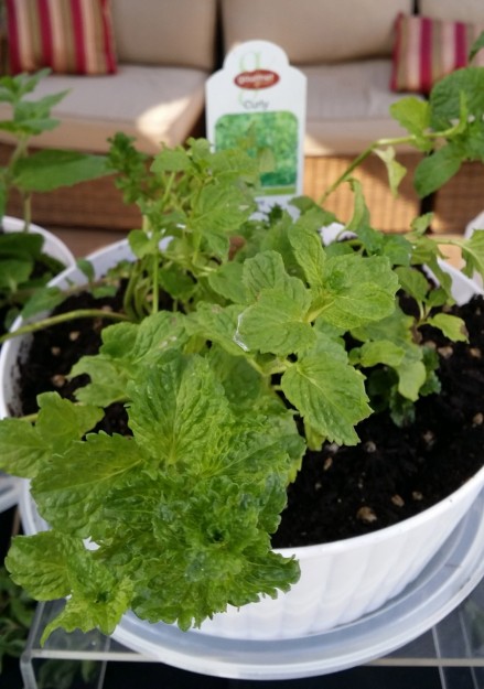 curly mint mentha crispa close up foodie gardener blog