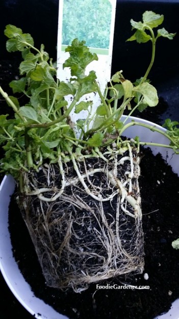 mint plant roots girdled foodie gardener blog