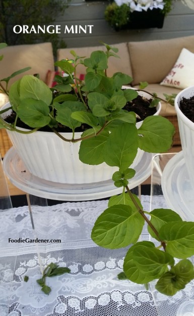 orange mint plant mentha piperita citrata foodie gardener blog