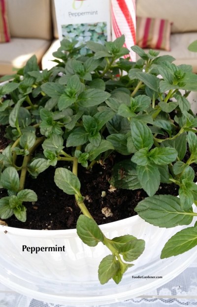 peppermint plant mentha piperita white container foodie gardener blog