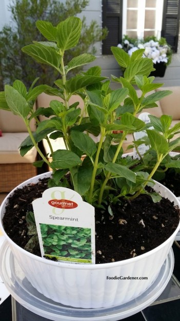 spearmint mentha spicata white container foodie gardener blog