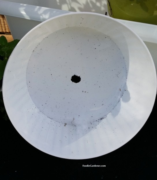 white plastic container with drain hole foodie gardener blog