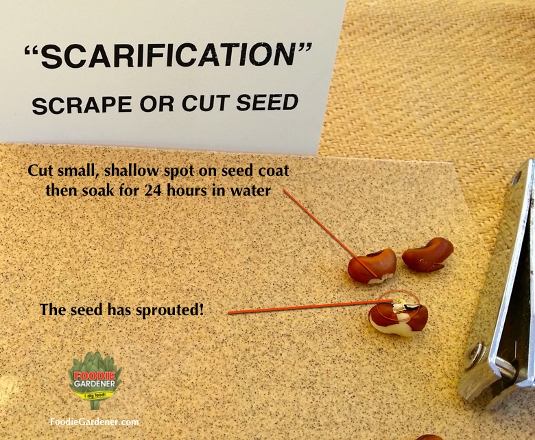 chinese red long beans scarified with nail cutter sandpaper with sprout foodie gardener blog