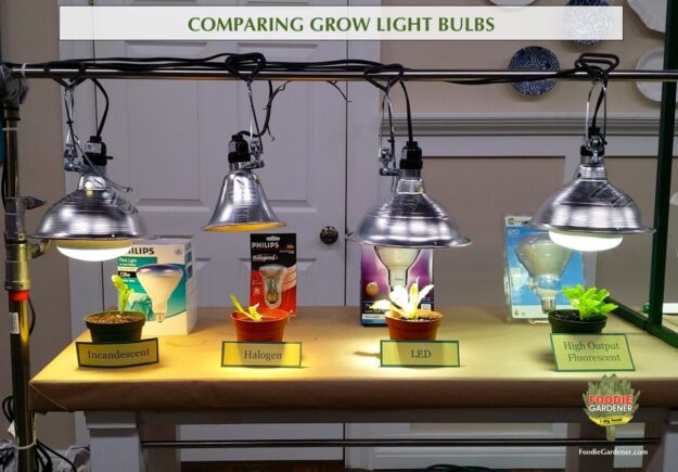 grow lights compared foodie gardener shirley bovshow
