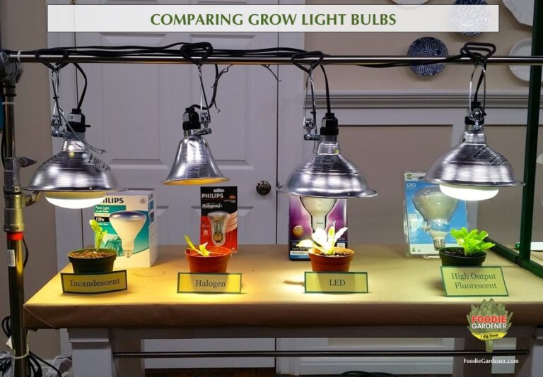 grow lights compared foodie gardener shirley bovshow