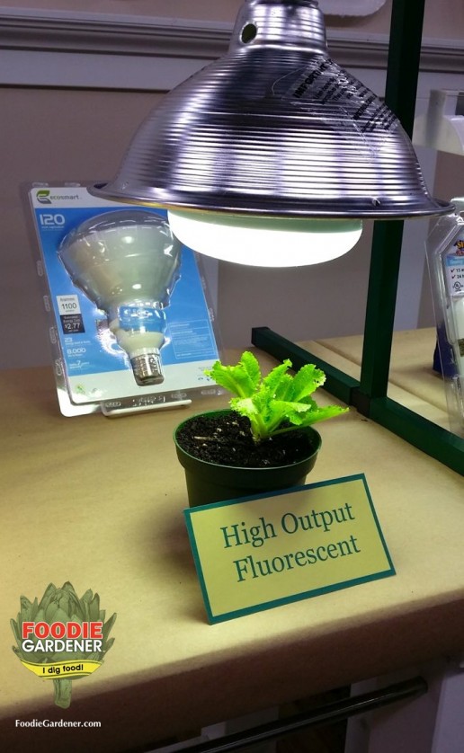 high output compact fluorescent light bulb HO fluorescent grow light lettuce foodie gardener blog