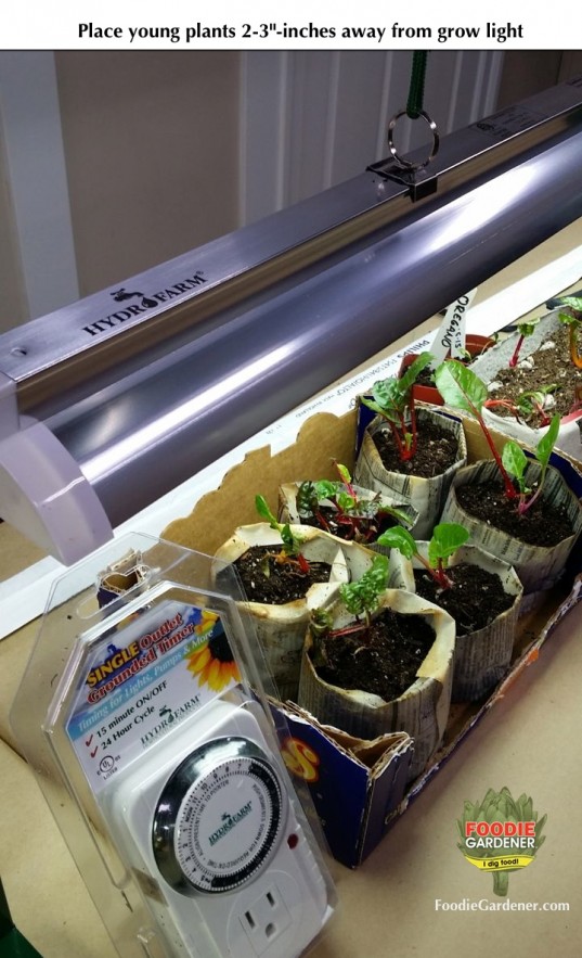 hydrofarm jump start grow light kit swiss chard light automatic timer foodie gardener blog
