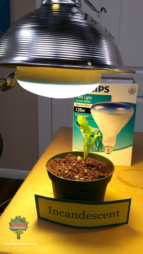 incandescent light bulb plant grow light foodie gardener blog