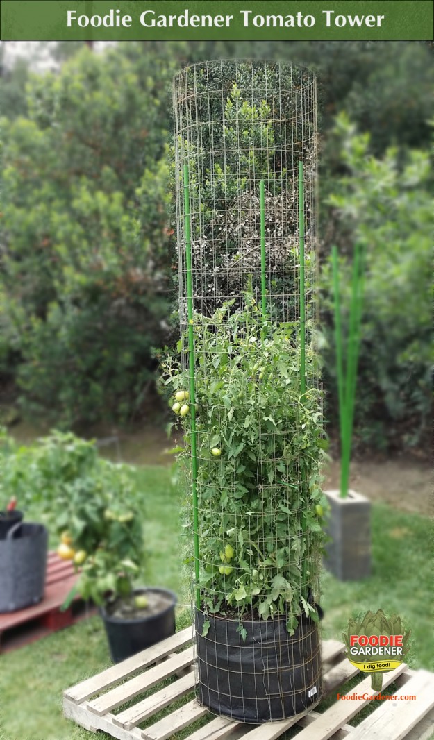 foodie-gardener-tall-metal-tomato-tower-support-cage-on-pallet-foodie-gardener-blog