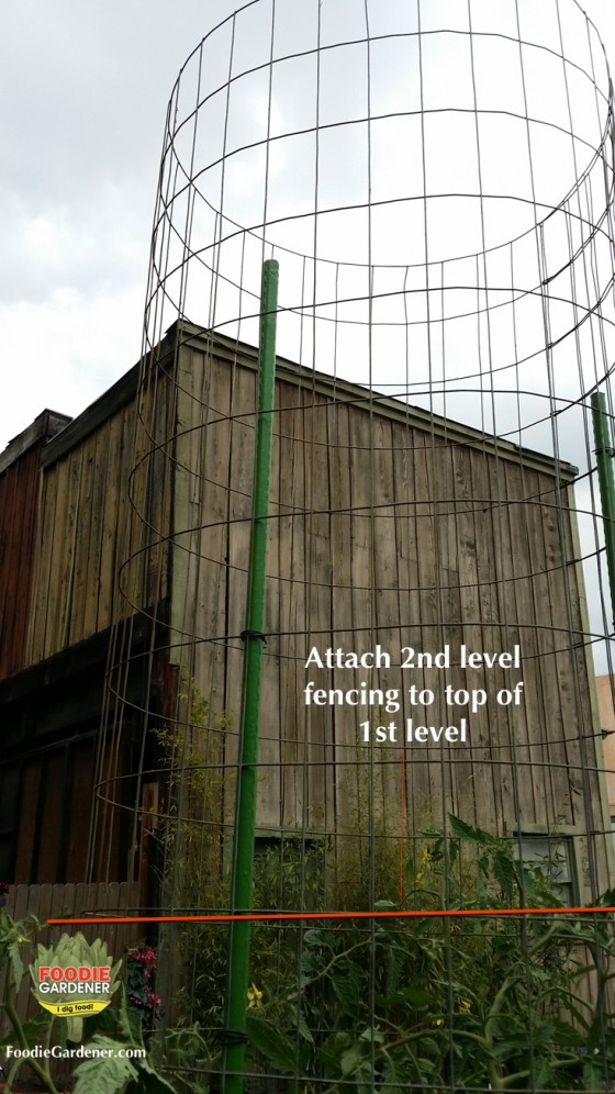 metal-tomato-tower-support-cage-tall-foodie-gardener-blog