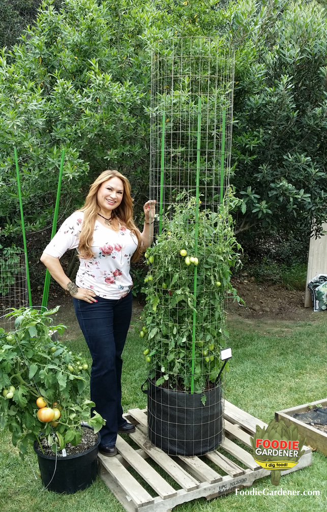 shirley-bovshow-landscape-edible-garden-designer-tall-tomato-tower-metal-support-cage-foodie-gardener-blog